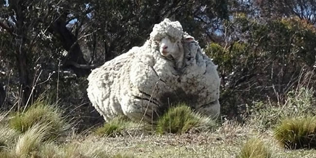 Avustralyalı merinos koyunu Chris öldü