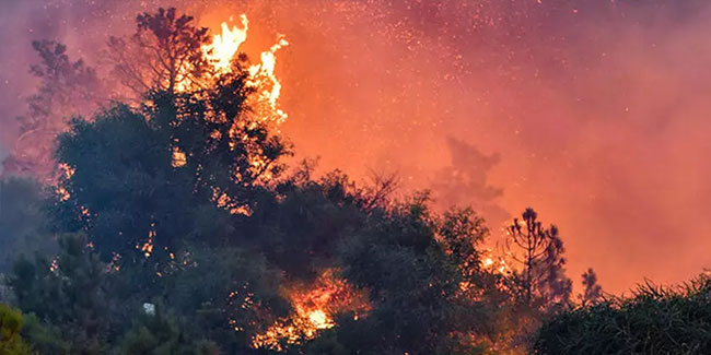Cezayir'deki orman yangınlarında 34 kişi hayatını kaybetti
