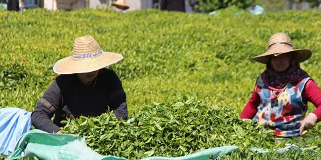 Çay üreticilerini üzecek haber. İşte açıklanacak çay fiyatı!