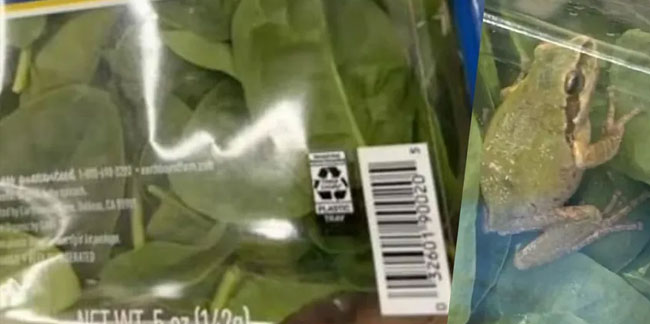 Süpermarketten aldığı ıspanaktan canlı kurbağa çıktı