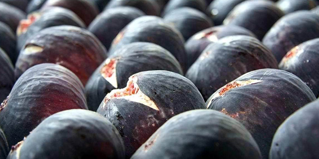 Bursa siyah incirine üniversite koruması
