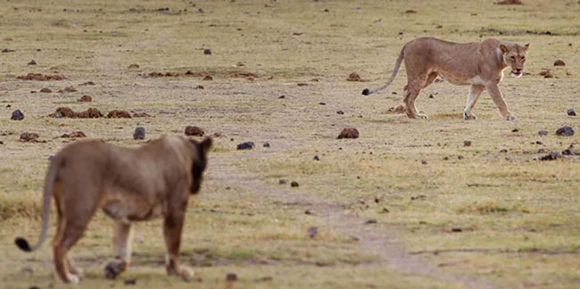 Kenya’da 6 aslan ölü bulundu
