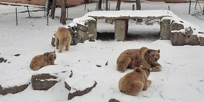 Hayvanat bahçesindeki ayıların kar keyfi