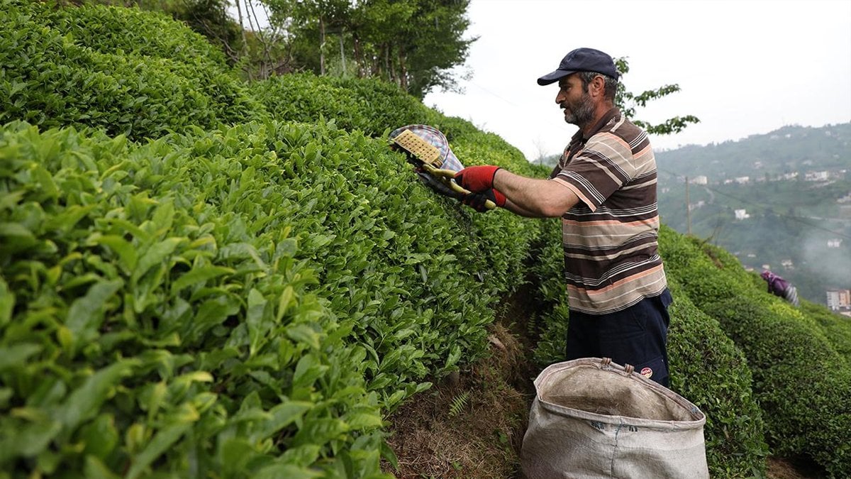 Çay üreticilerine 1.7 milyar TL ödeme