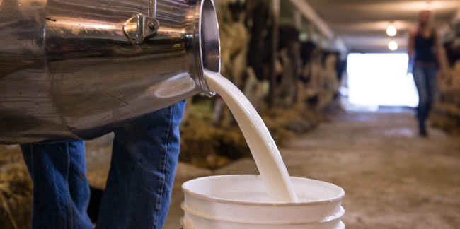 Markette süt bulamayacaksınız! Et ve süt üreticileri grevde