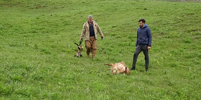 Merada kurtlar sürüye saldırdı! 50 koyun öldü