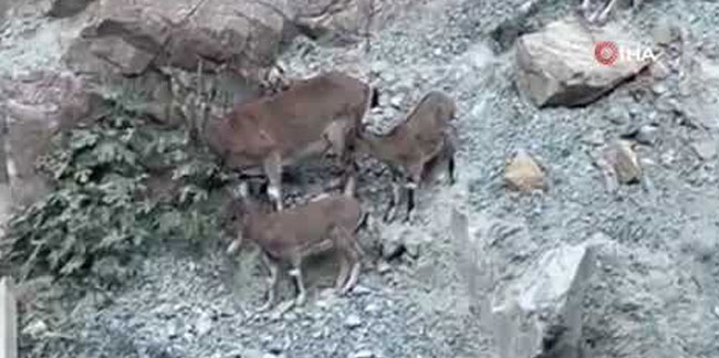 Yusufeli Barajı sahasında yaban keçileri görüntülendi