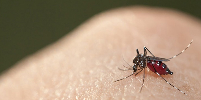 Hindistan'da 14 kişide Zika virüsüne rastlandı