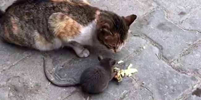 Açlık kedi ile fareyi bile dost etti