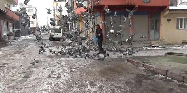 Eksi 20 derece soğukta güvercinleri besliyor