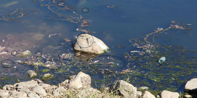 Dicle Nehri’nde su seviyesi azaldı: Ölü balıklar kıyıya vurdu