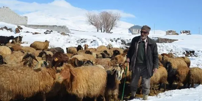 Bitlis'te, 4 metreye ulaşan kar nedeniyle besiciler zor günler geçiriyor