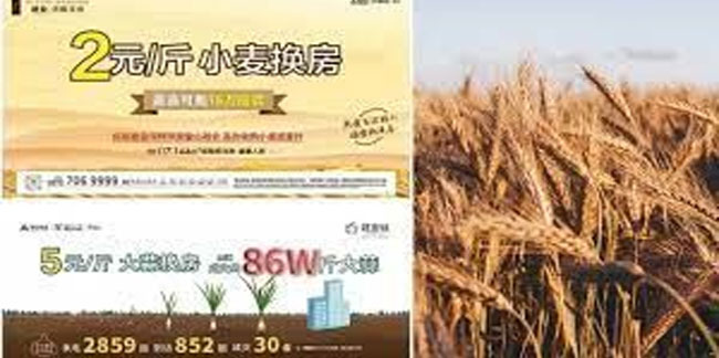 Keşke Türkiye'de de olsa! Çin'de buğday karşılığı konut kampanyası