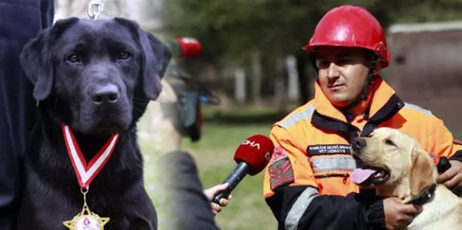 Sessiz kahramanlar! TSK’nın arama köpekleri 78 kişiyi kurtardı