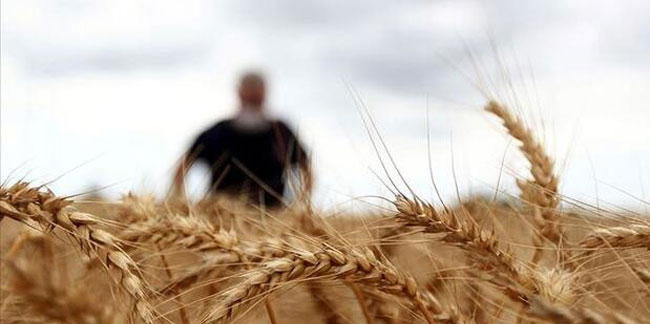 TMO: Ekmeklik buğday stokları yeterli
