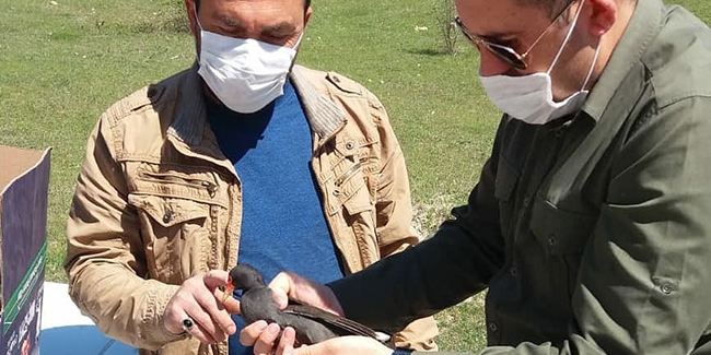 Tedavi edilen sutavuğu kuşu doğa salındı
