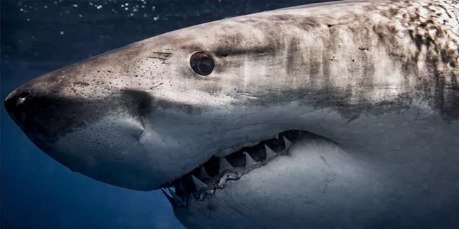 Dünya tarihi böyle bir şey görmedi! 100 yıllık köpek balığının içini açan uzmanlar şok oldu...