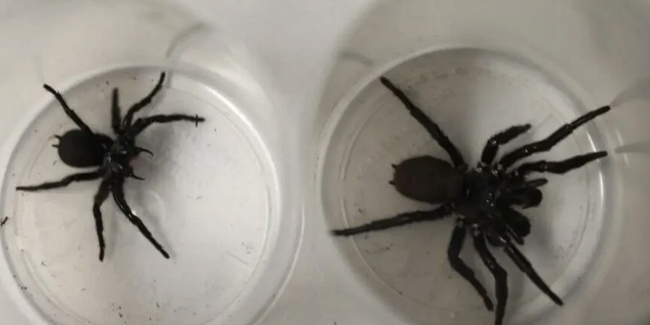 Daha önce böylesi görülmedi… Avustralya’da türünün en büyük huni örümceği