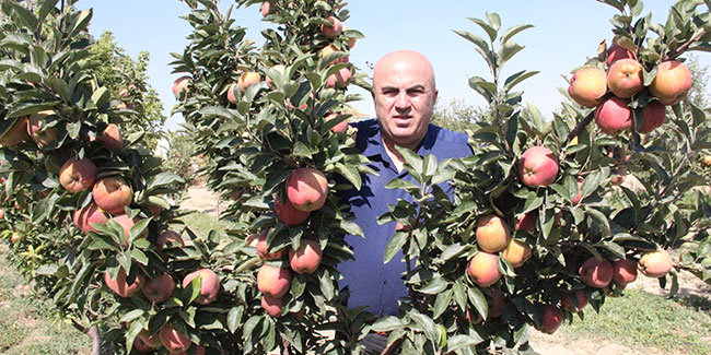 Karaman’da dalları elma bastı