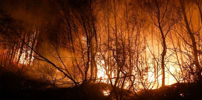 Avrupa yangınla mücadele ediyor: 800’den fazla yangın