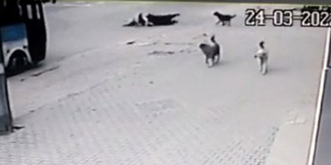 Köpeklerin saldırısından kaçarken aracın altında kalıyordu