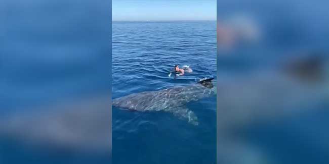 İspanya’da paralimpik yüzücü köpek balığıyla burun buruna geldi