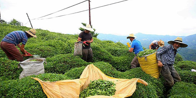 Rize'nin 5 aylık çay ihracatı 7,4 milyon doları aştı