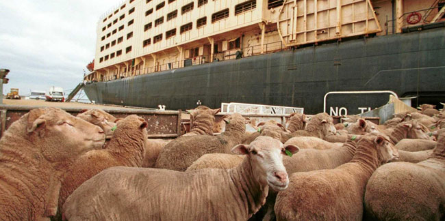 Kırmızı et fiyatına yüzde 30 zam geliyor: Nedeni canlı hayvan ihracatı