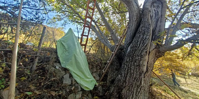 Gümüşhane'de Feci Kaza! Ceviz Toplarken Ağaçtan Düştü