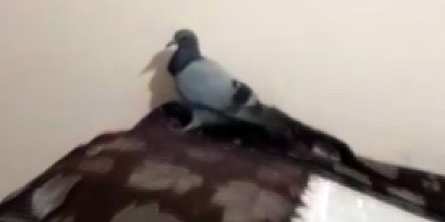 Evde mahsur kalan güvercini itfaiye kurtardı 