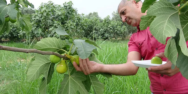 Aydın’da sezonun ilk inciri hasat edildi