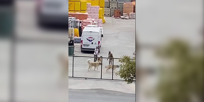 İstanbul’da köpekleri acımasızca kavga ettirdiler