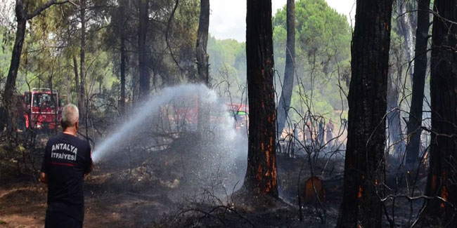 Manavgat'ta orman yangını çıktı! Anında müdahale edildi