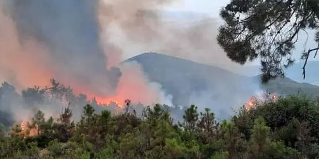 Tunus-Cezayir sınırında orman yangını