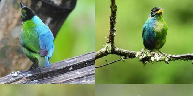 Kolombiya'da tespit edildi! Yarı dişi, yarı erkek kuş