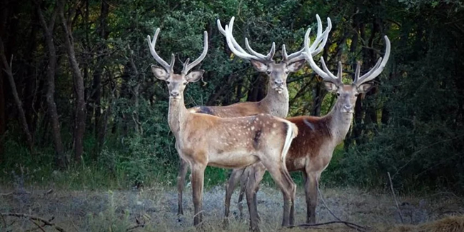 Kastamonu'da avlanacak 7 geyik kurtarıldı