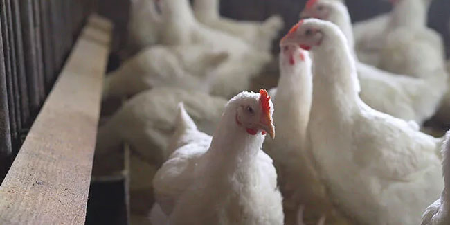 Kuş gribi paniği: 39 bin tavuk itlaf edilecek
