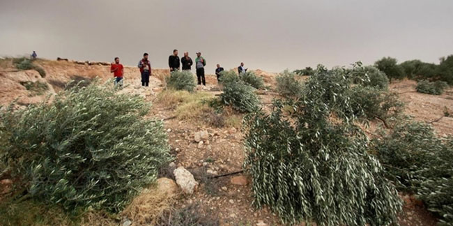 İşgalciler Filistinlilere ait 600 zeytin ağacını kesti