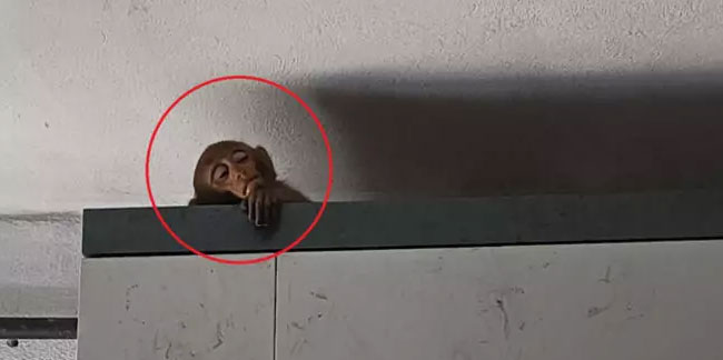 Bursa'da 5 gündür evlere giren maymun böyle yakalandı