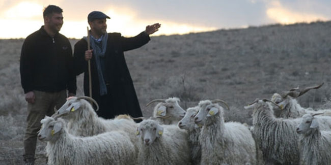 Türkiye 150 bin çoban ithal edecek!