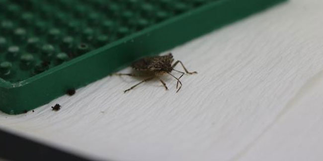 Fındıkta istilacı böceğe karşı 30 bin ‘samuray arı’ üretiliyor