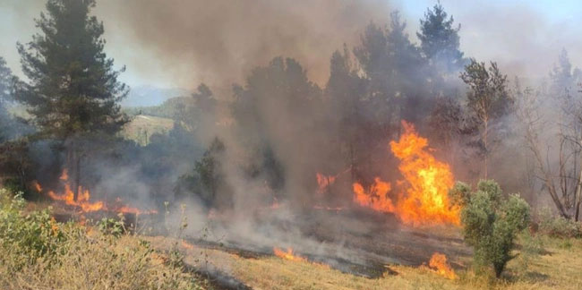 Burdur'da çıkan orman yangınında 3 dekarlık alan yandı!
