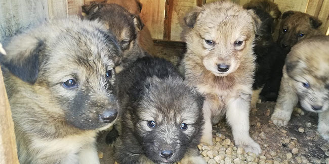 Annesiz kalan 12 yavru köpek koruma altına alındı