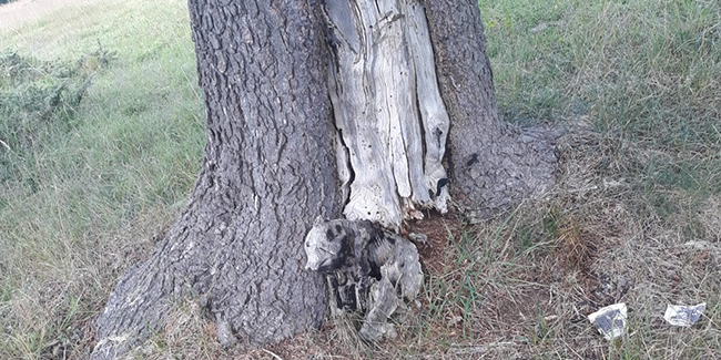 Ağacın dibinde oluşan "ayı figürü" şaşırttı