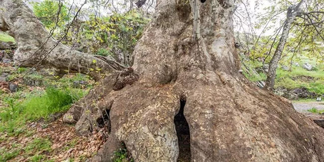 Tunceli’de ‘Doğu çınarı' anıt ağaç olarak tescil edildi