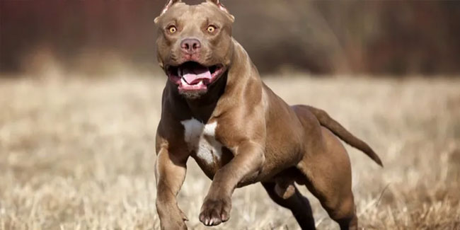 Yargıtay'dan çok konuşulacak ''pitbull'' kararı: Ceza iptal edildi