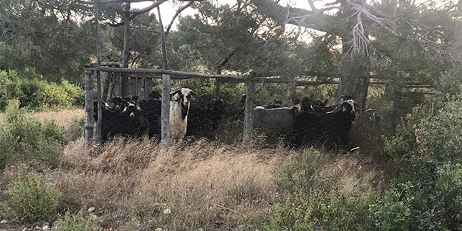 Mersin'den çalınan keçiler Karaman'da mezbahanede kesilmiş halde bulundu