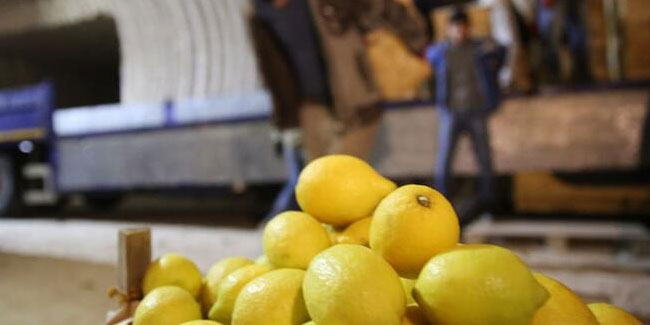 Korona sürecinde limon fidanı satışları patladı