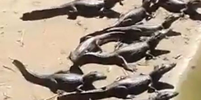 Brezilya'da korkutan görüntüler: Yüzlerce timsah karaya akın etti