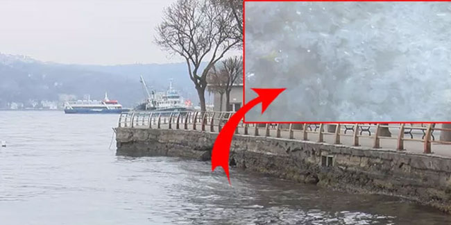 İstanbul Boğazı'nda denizanası alarmı! Artış gösterdi, uyarı yapıldı